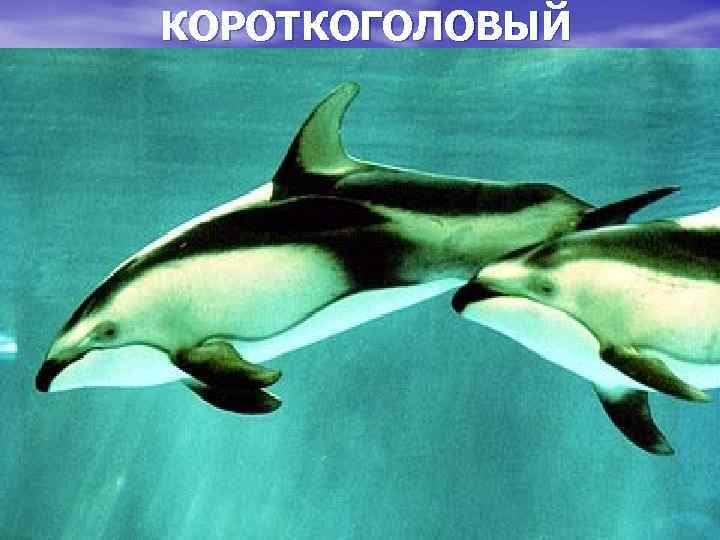 КОРОТКОГОЛОВЫЙ 9 