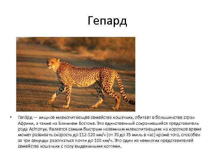 Гепард • Гепа рд — хищное млекопитающее семейства кошачьих, обитает в большинстве стран Африки,