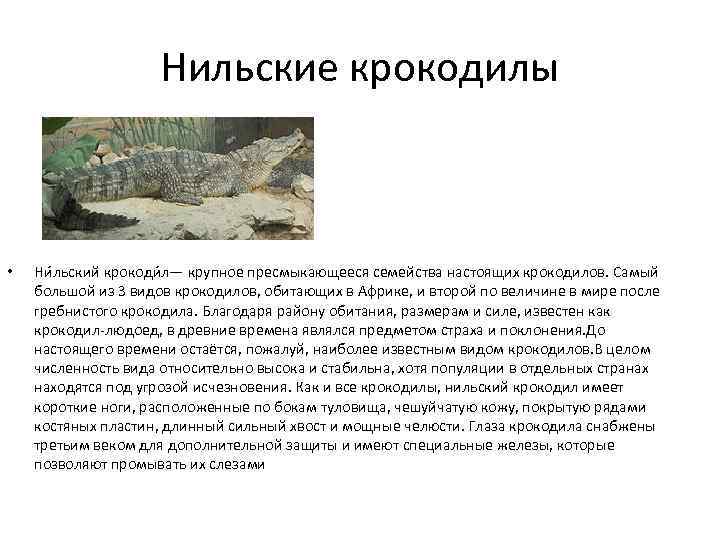 Нильские крокодилы • Ни льский крокоди л— крупное пресмыкающееся семейства настоящих крокодилов. Самый большой