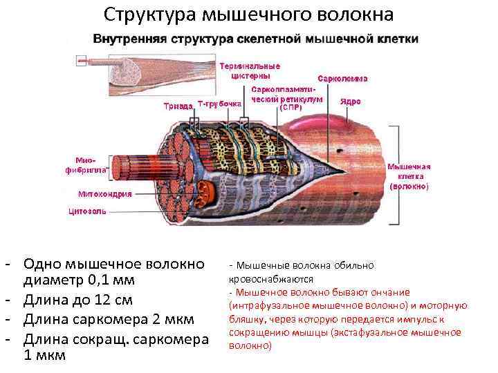 Схема строения мышечного волокна