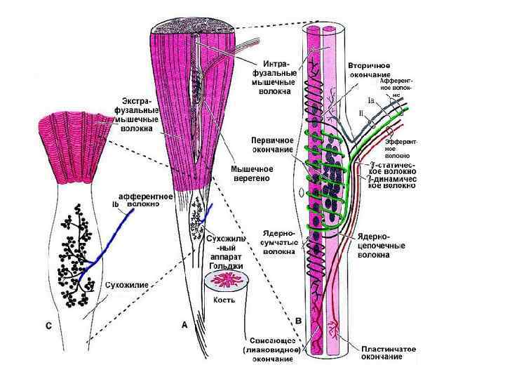 Экстрафузальные волокна. Первичные и вторичные афферентные волокна сухожилия. Вторичное волокно.