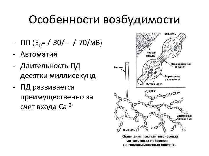 Особенности возбудимости - ПП (Е 0= /-30/ -- /-70/м. В) - Автоматия - Длительность