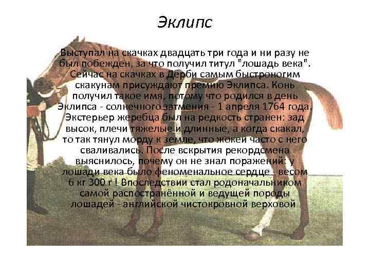 Эклипс Выступал на скачках двадцать три года и ни разу не был побежден, за