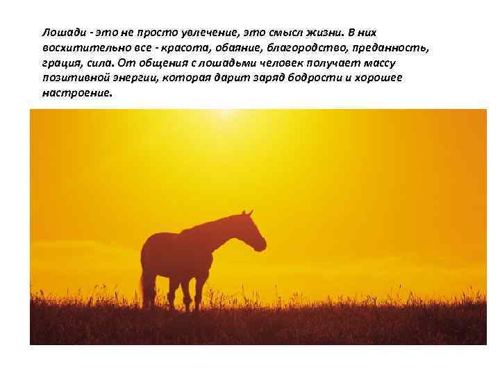 Лошади - это не просто увлечение, это смысл жизни. В них восхитительно все -