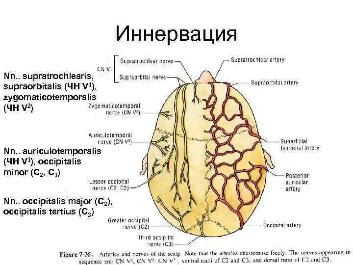 Иннервация Nn. . supratrochlearis, supraorbitalis (ЧН V 1), zygomaticotemporalis (ЧН V 2) Nn. .