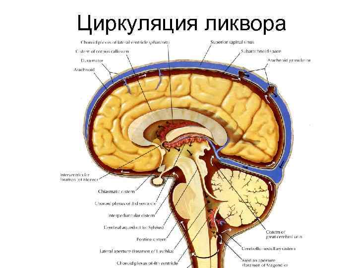 Схема черепно мозговой топографии кренлейна брюсовой