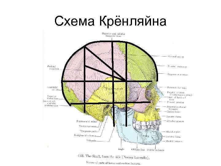 Схема черепно мозговой топографии кренлейна брюсовой