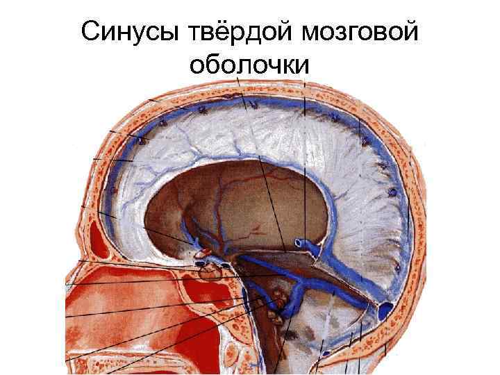 Схема черепно мозговой топографии кренлейна брюсовой