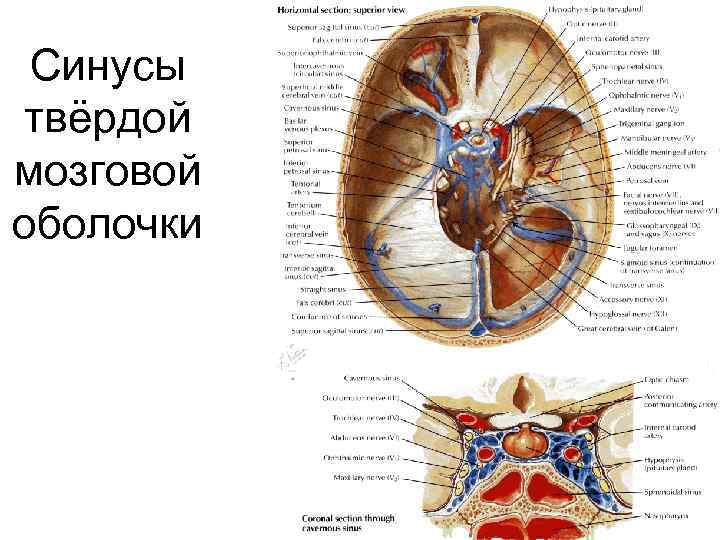 Синусы твёрдой мозговой оболочки 