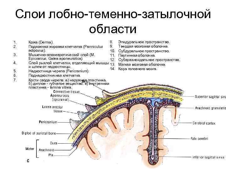 Слои лобно-теменно-затылочной области 1. 2. 3. 4. 5. 6. 7. 8. Кожа (Derma). 9.