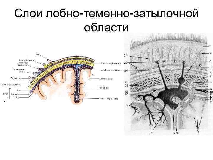 Схема черепно мозговой топографии кренлейна брюсовой