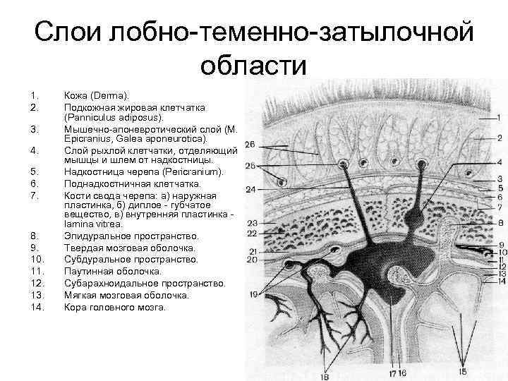 Слои лобно-теменно-затылочной области 1. 2. 3. 4. 5. 6. 7. 8. 9. 10. 11.