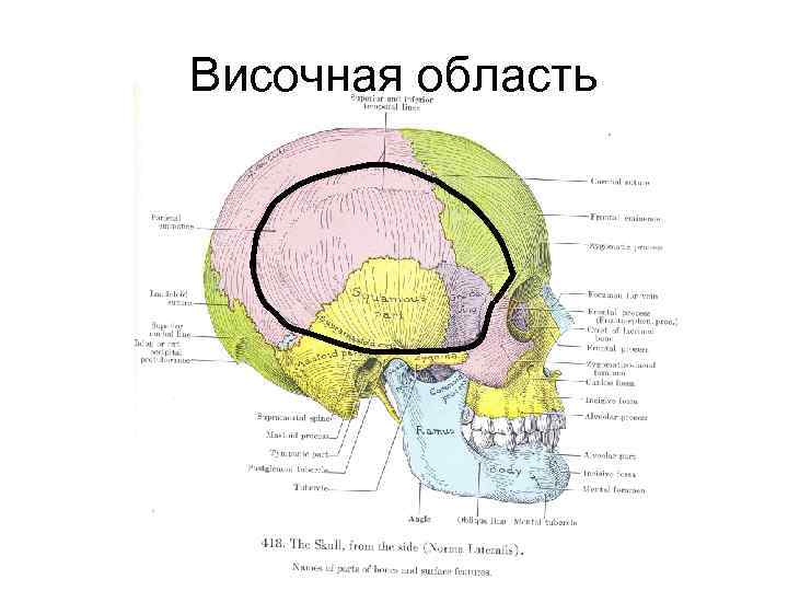 Схема черепно мозговой топографии кренлейна брюсовой