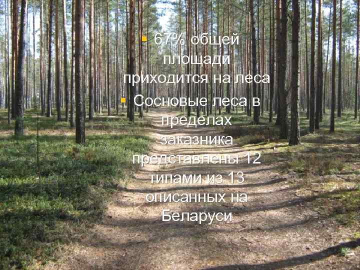 § 67% общей площади приходится на леса § Сосновые леса в пределах заказника представлены