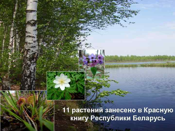 11 растений занесено в Красную книгу Республики Беларусь 