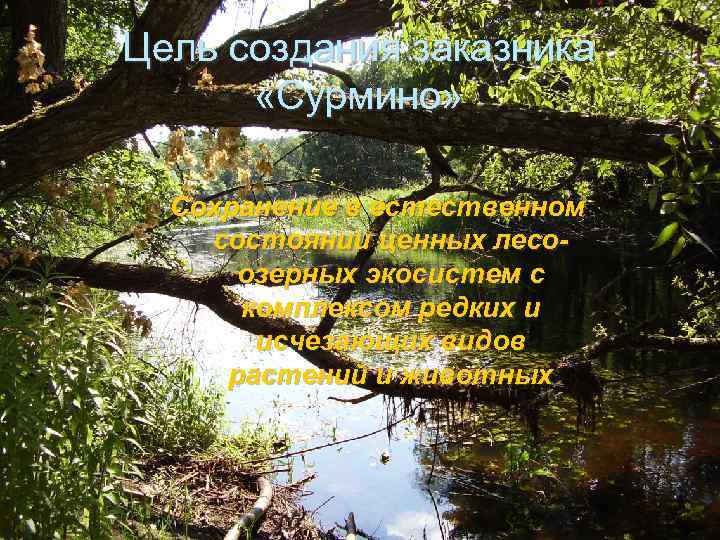 Цель создания заказника «Сурмино» Сохранение в естественном состоянии ценных лесоозерных экосистем с комплексом редких