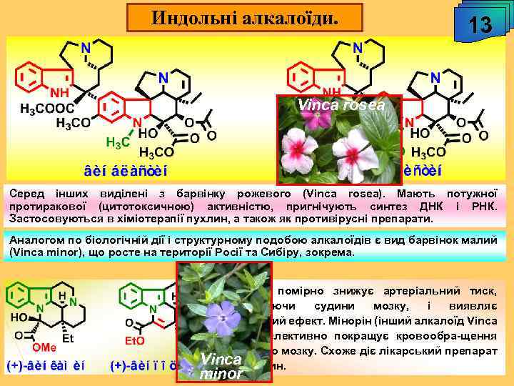 Индольні алкалоїди. 13 Vinca rosea Серед інших виділені з барвінку рожевого (Vinca rosea). Мають