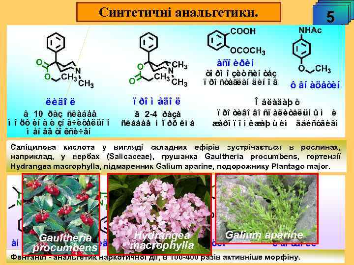 Синтетичні анальгетики. 5 Саліцилова кислота у вигляді складних ефірів зустрічається в рослинах, наприклад, у