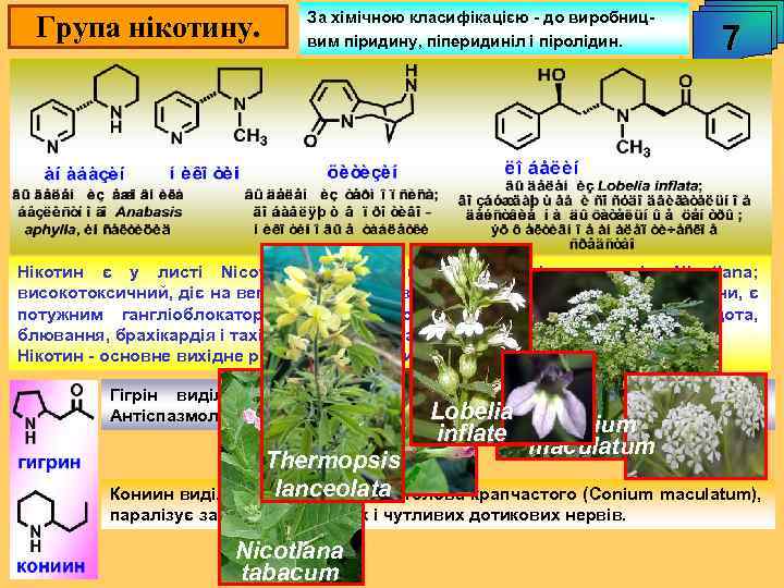 Група нікотину. За хімічною класифікацією - до виробницвим піридину, піперидиніл і піролідин. 7 Нікотин