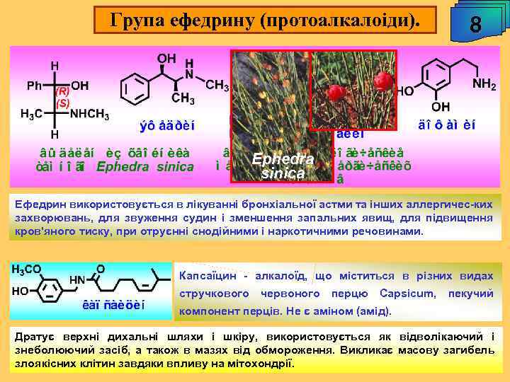 Група ефедрину (протоалкалоіди). 8 Ephedra sinica Ефедрин використовується в лікуванні бронхіальної астми та інших