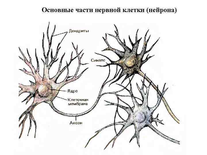 Основные части нервной клетки (нейрона) 