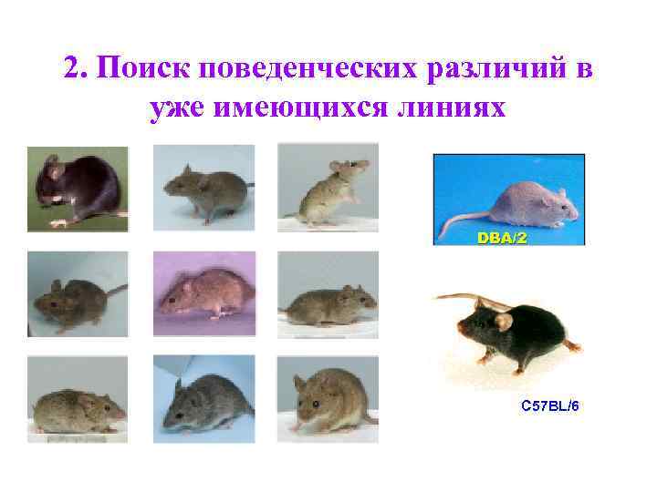 2. Поиск поведенческих различий в уже имеющихся линиях C 57 BL/6 