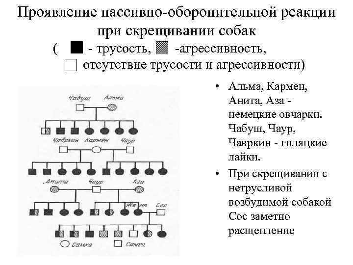 Проявление пассивно-оборонительной реакции при скрещивании собак ( - трусость, -агрессивность, отсутствие трусости и агрессивности)