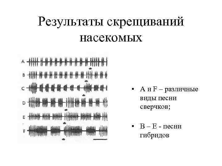 Результаты скрещиваний насекомых • A и F – различные виды песни сверчков; • B