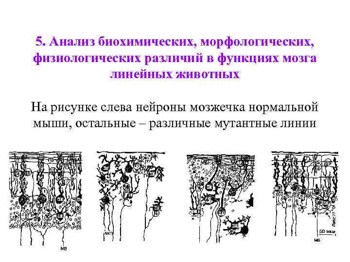 5. Анализ биохимических, морфологических, физиологических различий в функциях мозга линейных животных На рисунке слева