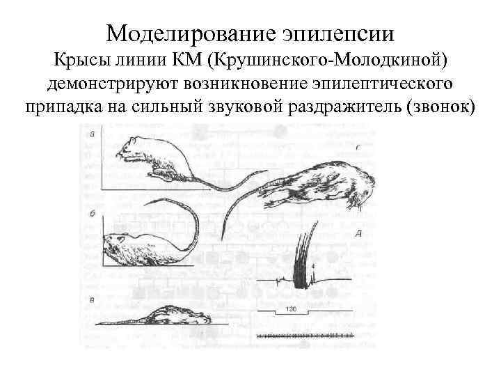 Моделирование эпилепсии Крысы линии КМ (Крушинского-Молодкиной) демонстрируют возникновение эпилептического припадка на сильный звуковой раздражитель