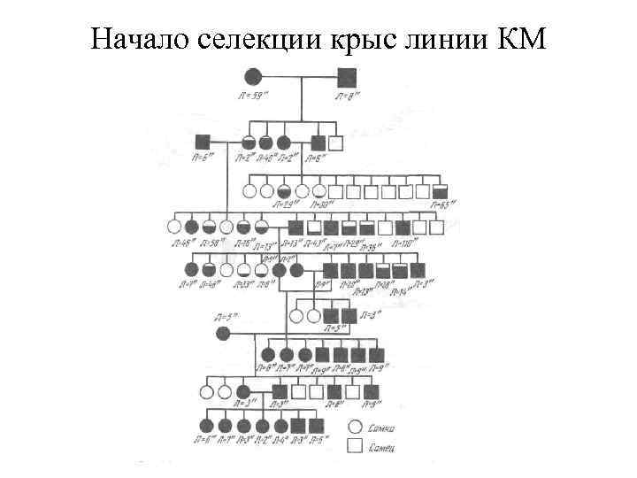 Начало селекции крыс линии КМ 