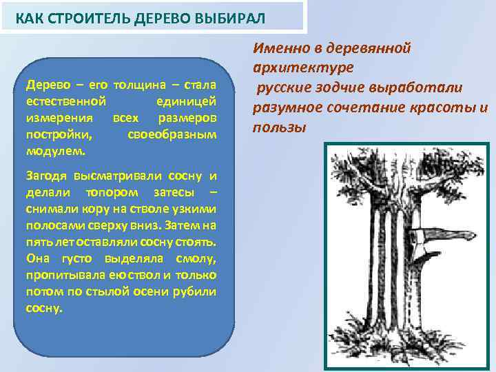  КАК СТРОИТЕЛЬ ДЕРЕВО ВЫБИРАЛ Дерево – его толщина – стала естественной единицей измерения