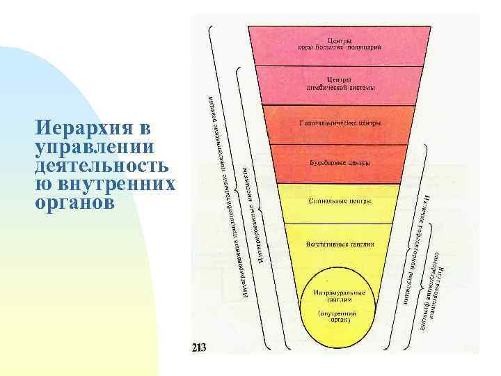 Иерархия в управлении деятельность ю внутренних органов 