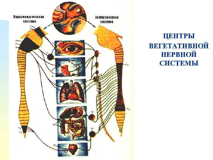 ЦЕНТРЫ ВЕГЕТАТИВНОЙ НЕРВНОЙ СИСТЕМЫ n n 