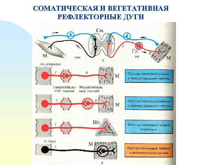 СОМАТИЧЕСКАЯ И ВЕГЕТАТИВНАЯ РЕФЛЕКТОРНЫЕ ДУГИ 