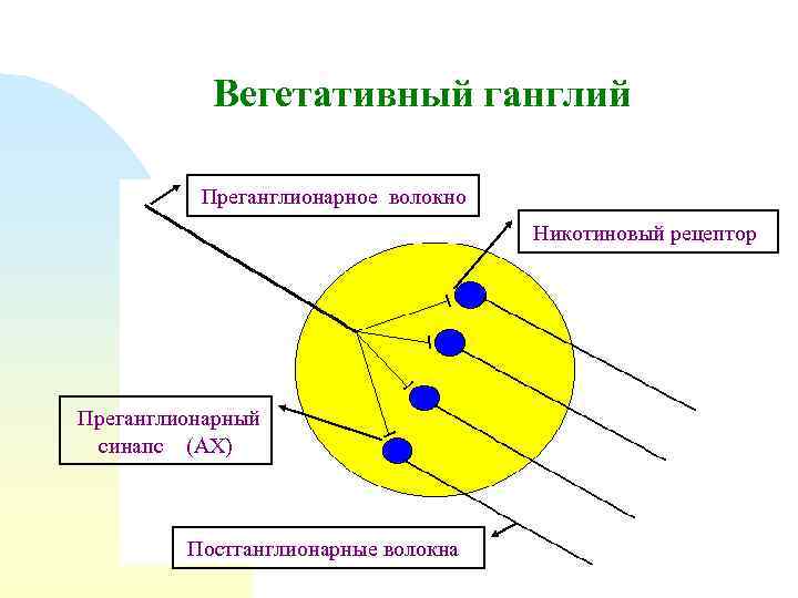 Вегетативный ганглий Преганглионарное волокно Никотиновый рецептор Преганглионарный синапс (АХ) Постганглионарные волокна 