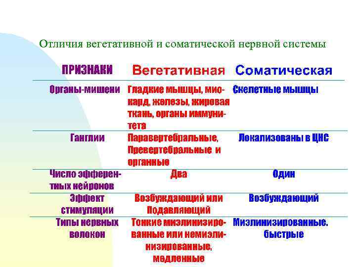 Отличия вегетативной и соматической нервной системы 