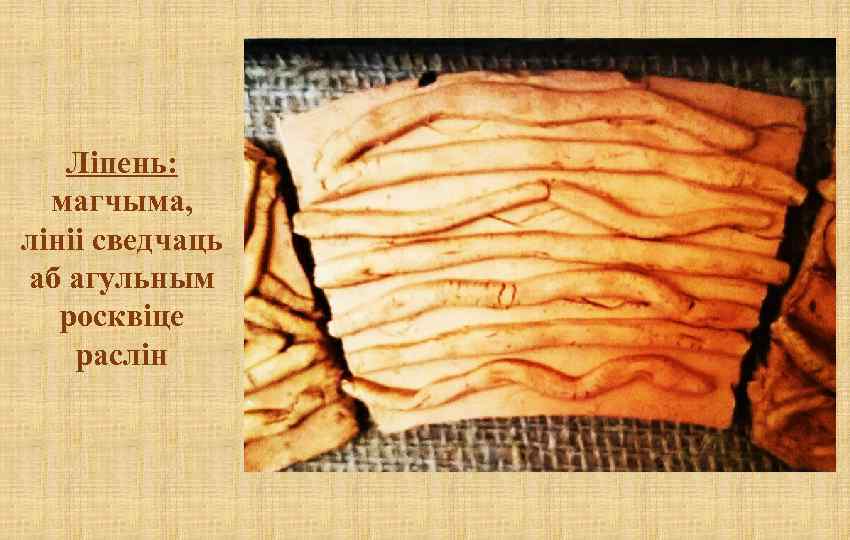 Ліпень: магчыма, лініі сведчаць аб агульным росквіце раслін 