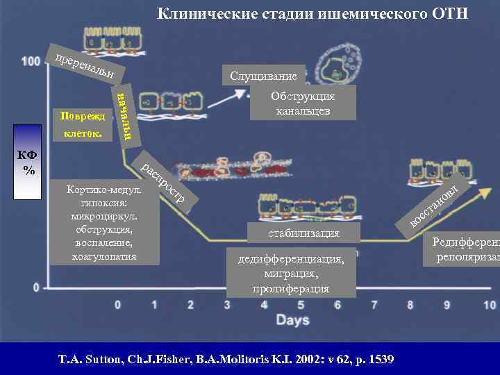 Клинические стадии ишемического ОТН прер енал ьн КФ % н клеток. Обструкция канальцев началь