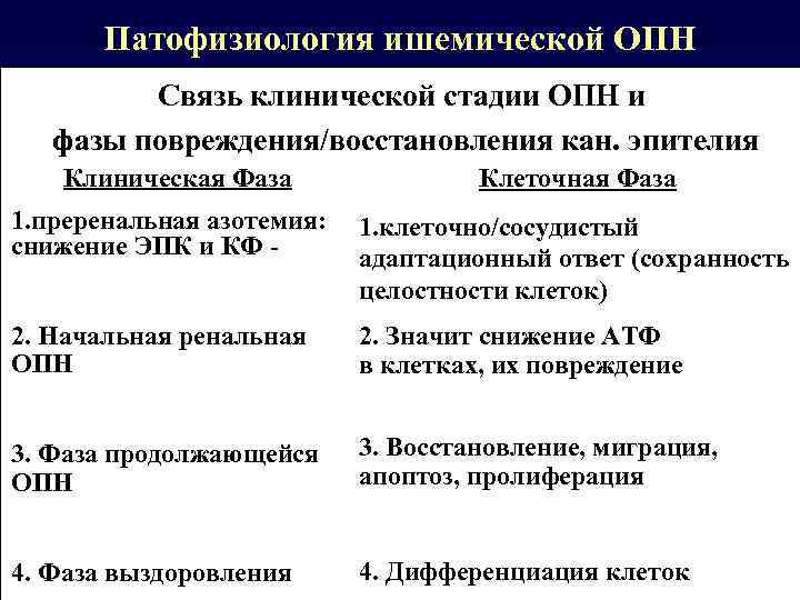 Патофизиология ишемической ОПН Связь клинической стадии ОПН и фазы повреждения/восстановления кан. эпителия Клиническая Фаза