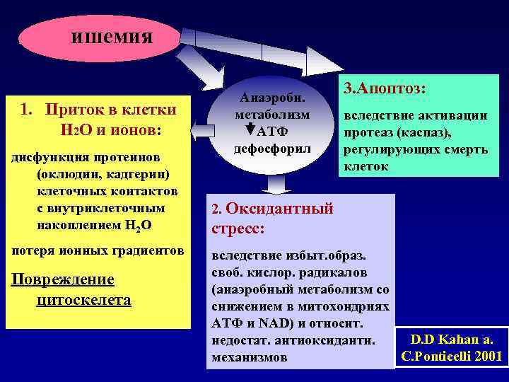 ишемия 3. Апоптоз: 1. Приток в клетки Н 2 О и ионов: дисфункция протеинов