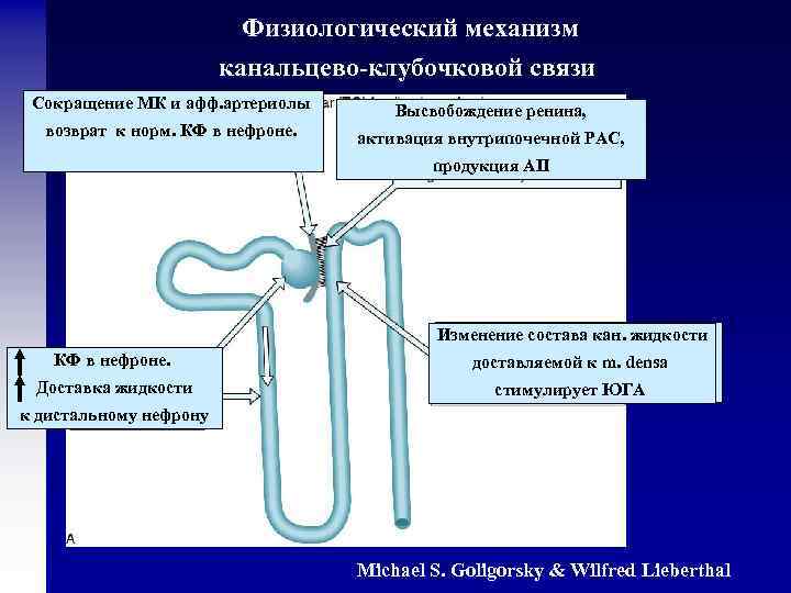 Физиологический механизм канальцево-клубочковой связи Сокращение МК и афф. артериолы возврат к норм. КФ в