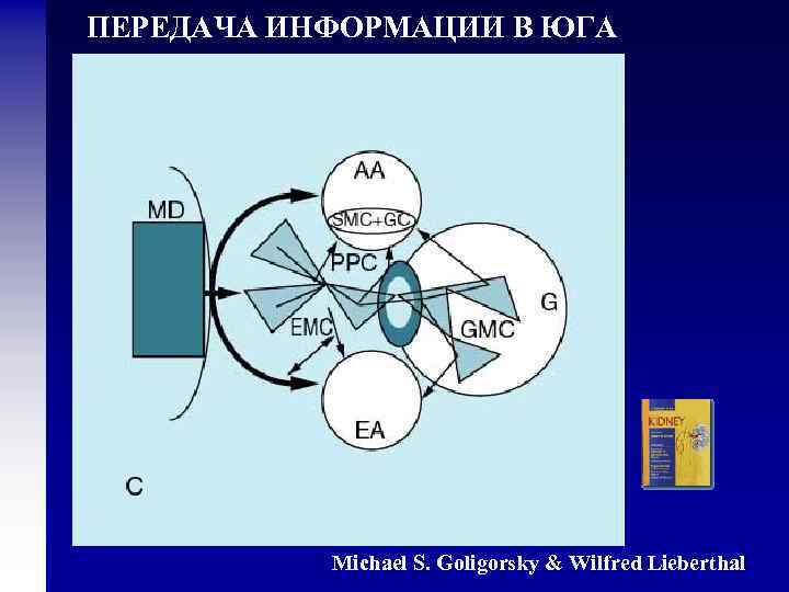 ПЕРЕДАЧА ИНФОРМАЦИИ В ЮГА Michael S. Goligorsky & Wilfred Lieberthal 