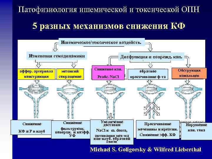 Патофизиология ишемической и токсической ОПН 5 разных механизмов снижения КФ Ишемическое/токсическое воздейств. Изменения гемодинамики