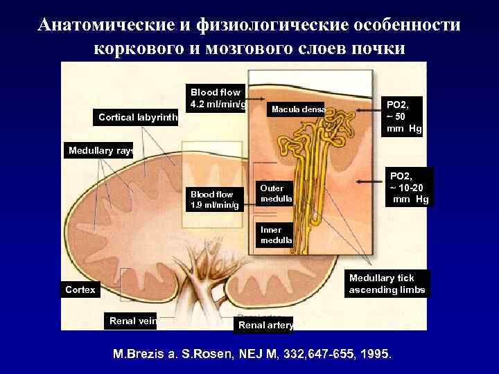 Анатомические и физиологические особенности коркового и мозгового слоев почки Blood flow 4. 2 ml/min/g