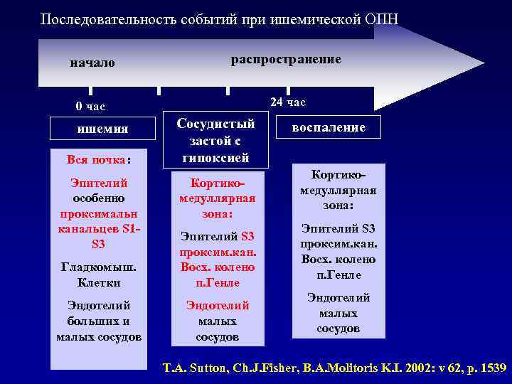 Последовательность событий при ишемической ОПН начало распространение 0 час 24 час ишемия Вся почка: