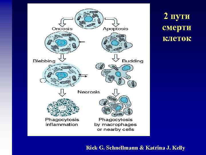 2 пути смерти клеток Rick G. Schnellmann & Katrina J. Kelly 