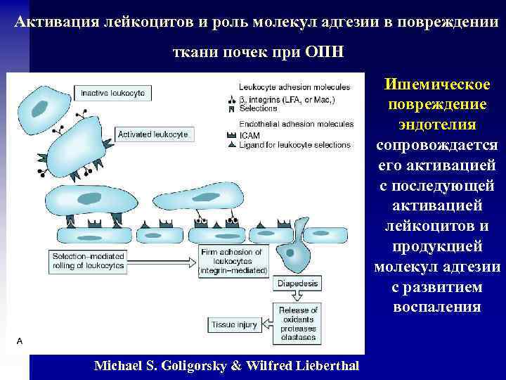 Активация лейкоцитов и роль молекул адгезии в повреждении ткани почек при ОПН Ишемическое повреждение
