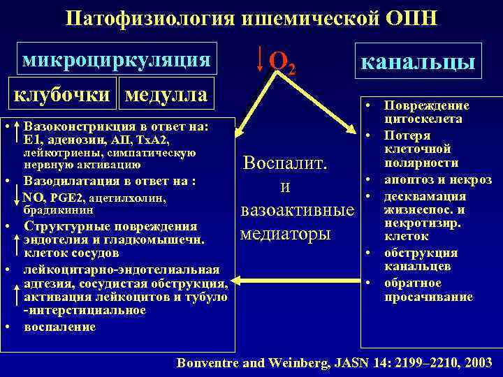 Патофизиология ишемической ОПН O 2 микроциркуляция клубочки медулла • Вазоконстрикция в ответ на: Е