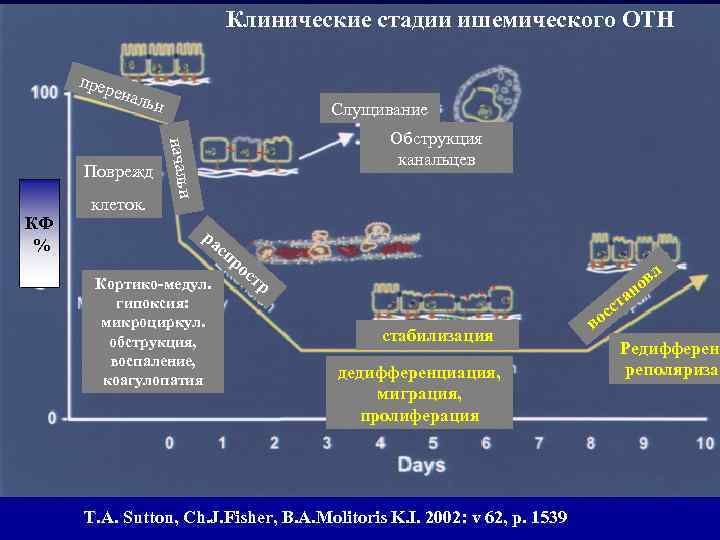 Клинические стадии ишемического ОТН прер енал ьн КФ % клеток. Обструкция канальцев начальн Поврежд